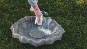 What to Clean Bird Bath With