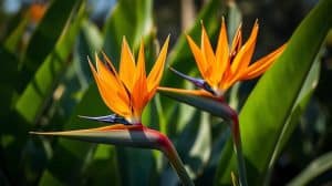 How Long before a Bird of Paradise Flowers