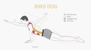 How to Bird Dog