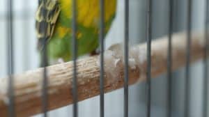 How to Disinfect Bird Perches