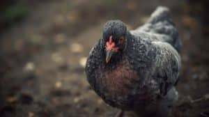 Symptoms of Newcastle Disease in Birds