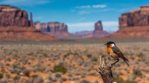 Utah Bird Watching