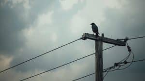 A Bird Perches on a High Power Line