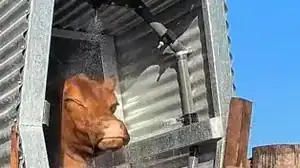 bano aspersion garrapata bovina 2