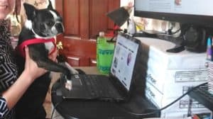 boston terrier helping at work. boston terrier working from home.