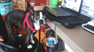 boston terrier helping at work. Boston terrier working from home.