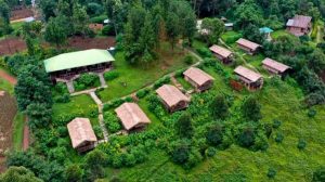 Gorilla Mist Camp