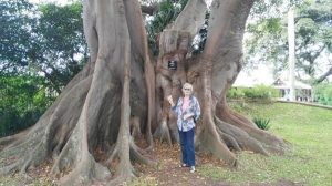 The Nakayima Tree