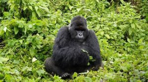 Africa Adventure Safari and Gorilla Trekking