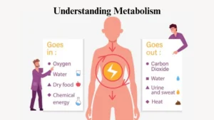 Metabolism
