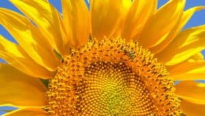 Close-up of a sunflower with bright yellow petals and a bee collecting pollen, emphasizing pollen quality in seed production.