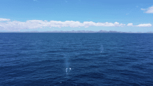 Grabación de ballenas con drones
