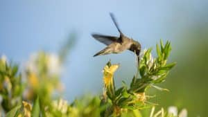 Are Yellow And Blue Flowers Bird Pollinated