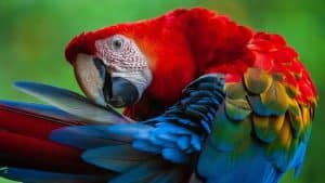 Beautiful Endangered Birds