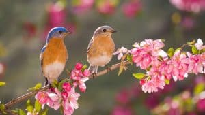 Best Time of Year to Attract Birds