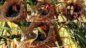 Bird Nesting on Riverbanks