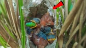 Can a Baby Bird Eat Worms