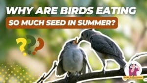 Can Birds Eat Too Much Bird Seed