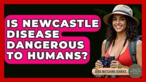 Can Humans Get Newcastle Disease