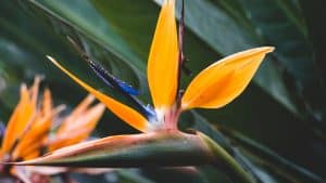 Can You Dry Bird of Paradise Flowers