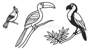 Drawings of Exotic Birds