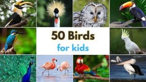 How Many Types of Birds in the World
