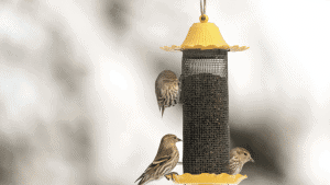 How to Attract Birds in Winter