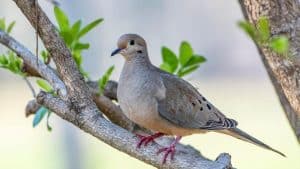 How to Attract Doves