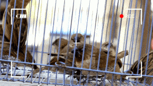 How to Disinfect a Bird Cage