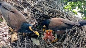 How to Get a Baby Bird to Eat a Worm