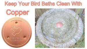 How to Make Bird Bath Safe