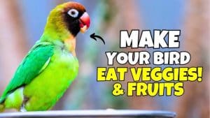 How to Make Your Bird Eat Fruit