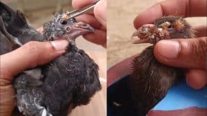 How to Treat Avian Pox in Birds