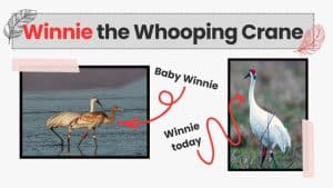 Laws Protecting Endangered Birds