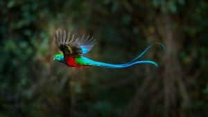 Most Beautiful Birds of the World