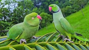 Ringneck Parrot Sounds