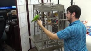 Senegal Parrot Sounds