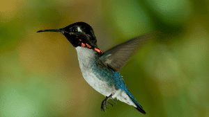 The Smallest Bird of the World