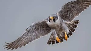 What are Bird Predators