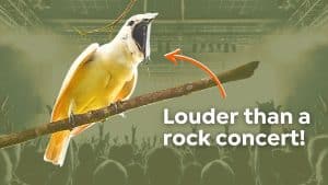 What Bird Makes Noise in the Morning