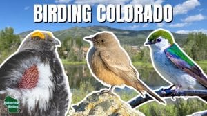 What is the Best Bird Seed for Rocky Mountain