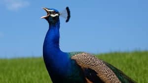 What Noise Does a Peacock Bird Make