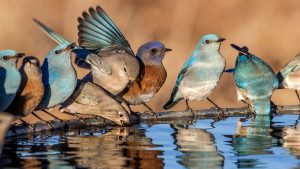 What Time of Day Do Birds Use Bird Baths