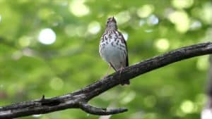 Whippoorwill Bird Sound