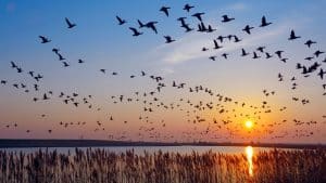 Why is Bird Migration Important