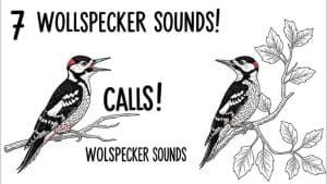 Woodpecker Bird Sound