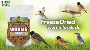 Freeze Dried Worms for Birds