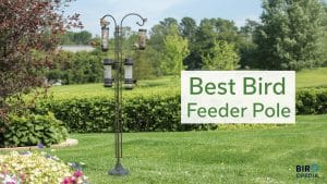 Best Bird Feeder Pole