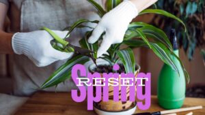 Spring Reset