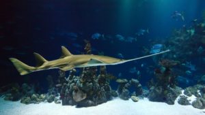 Cursos de buceo en madrid.